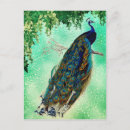 Search for blue peacock bird postcards Beautiful