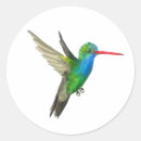 Search for hummingbird painting stickers Birds