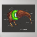 Search for kiwis posters Kiwi bird