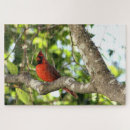 Search for cardinal bird puzzles Photography