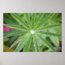 Search for dewdrop posters Rain