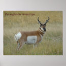Search for pronghorn art Antilocapra americana