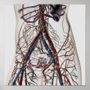 Search for lymphatic system posters Intricacy