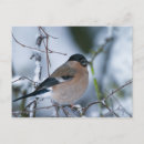 Search for bullfinches postcards Tree