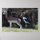 Search for saddle posters Photography