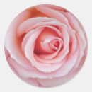 Search for soft pink rose stickers Floral