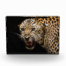 Search for angry leopard Animals