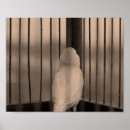 Search for caged posters Pet