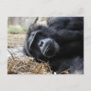 Search for chimp postcards Zoo