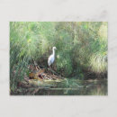 Search for faking postcards Bird