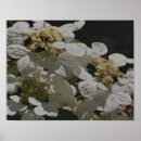 Search for white hydrangeas posters Flower