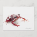 Search for dart postcards Cold blooded