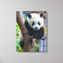 Search for panda bear art Sichuan province