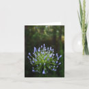 Search for agapanthus cards Flower