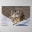 Search for pallas cat Nature