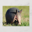 Search for armadillos postcards Mammal