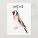 Search for birdwatcher vertical postcards Nature