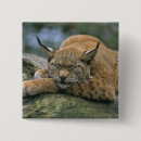 Search for lynx badges Wildlife