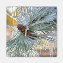 Search for pine needles magnets Winter