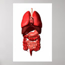 Search for large intestines posters Gall bladder