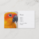 Search for sun conure Floral