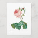 Search for rosa cards Happy
