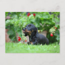 Search for miniature dachshund postcards Zwergteckel