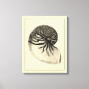Search for seashells sea shells canvas prints Conch