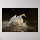 Search for mute swan posters Olor