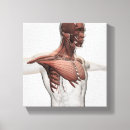 Search for sternum art Biomedical illustrations