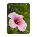 Search for polynesian magnets Catholic