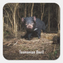 Search for tasmanian devil stickers Australia