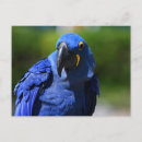 Search for blue hyacinth postcards Macaw