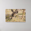 Search for odocoileus art Mammal