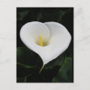 Search for calla postcards Lilies