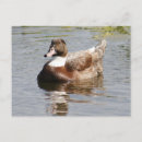 Search for mallard postcards Photography