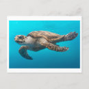 Search for turtles horizontal postcards Sea