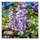 Search for easter flowers posters Blooming
