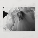 Search for white daffodil postcards Floral