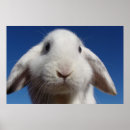 Search for lop art Rabbit