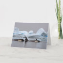 Search for killer whales cards Wildlife