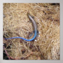 Search for lizard posters Skink