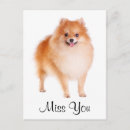 Search for poms postcards Puppy