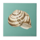 Search for teal tiles Seashell