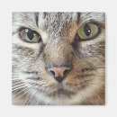 Search for tabby cat magnets Kitty