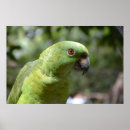 Search for wildlife photography posters Jungle