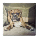 Search for pet photo tiles Photography