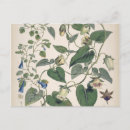 Search for mountain flora cards Mountains