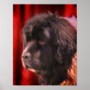 Search for newfies art Pet