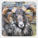 Search for rams stickers Livestock